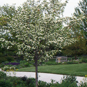 Hawthorn, Winter King #15